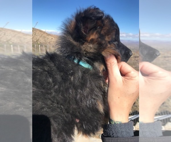 Medium Photo #108  Breeder Profile in PINON HILLS, CA, USA