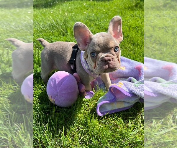 Medium Photo #5  Breeder Profile in CLACKAMAS, OR, USA