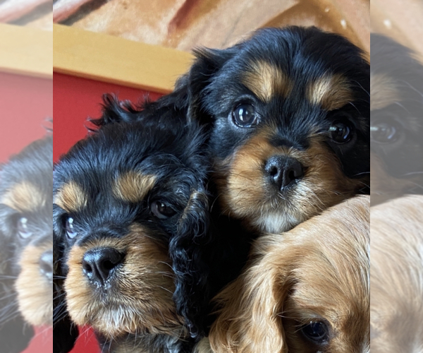 Medium Photo #1  Breeder Profile in HASTINGS, MN, USA