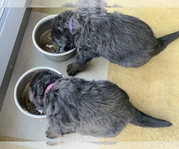 Medium Photo #84  Breeder Profile in PINON HILLS, CA, USA