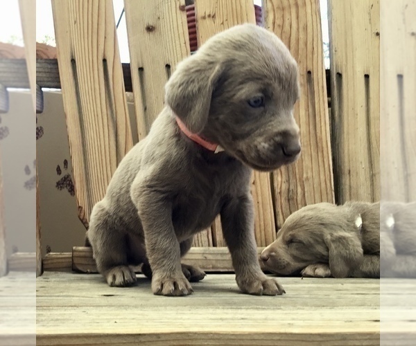 Medium Photo #9  Breeder Profile in WARNER SPRINGS, CA, USA