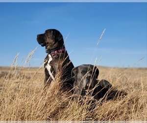 Main photo of Cane Corso Dog Breeder near CASPER, WY, USA