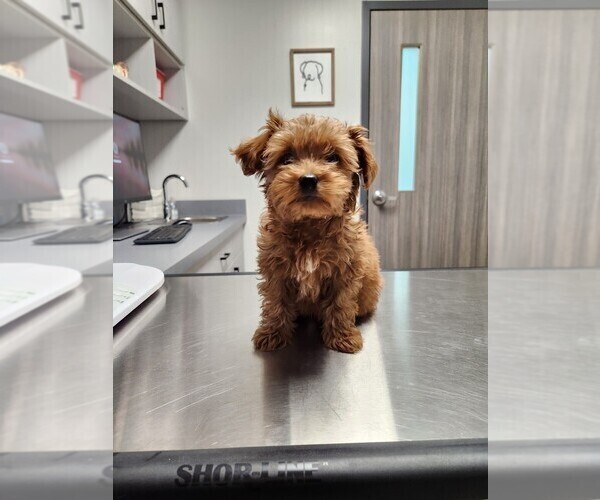 Medium Photo #2  Breeder Profile in GRAND RAPIDS, MI, USA