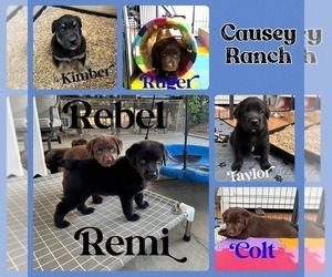 Sheprador Dog Breeder near BEAUMONT, CA, USA
