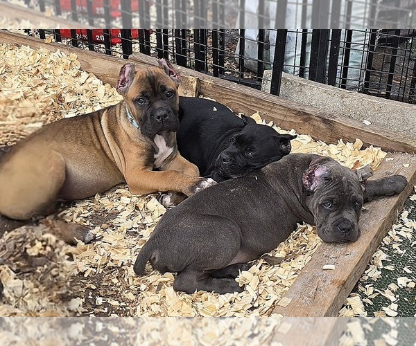 Medium Photo #3  Breeder Profile in SPRING HILL, FL, USA