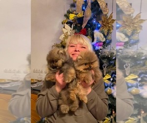 Pomeranian Dog Breeder near Chisinau, Chisinau Municipality, Moldova