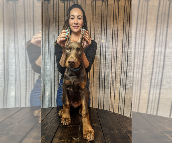 Medium Photo #1  Breeder Profile in CROUSE, NC, USA