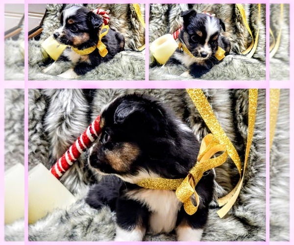 Medium Photo #3  Breeder Profile in WOODLEAF, NC, USA