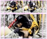 Small #2 Breeder Profile image