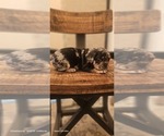 Small #4 Breeder Profile image