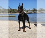 Small breeder photo