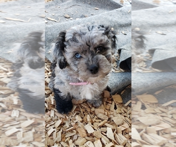 Medium Photo #17  Breeder Profile in LEBANON, OR, USA