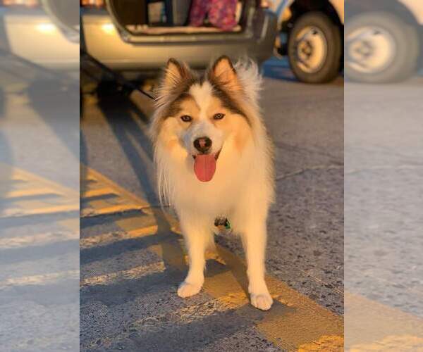 Medium Photo #11  Breeder Profile in GOLDEN VALLEY, AZ, USA