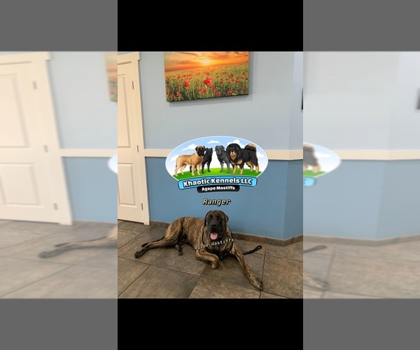Medium Photo #50  Breeder Profile in MORRISTON, FL, USA
