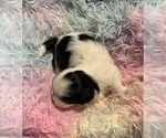 Small #1 Breeder Profile image