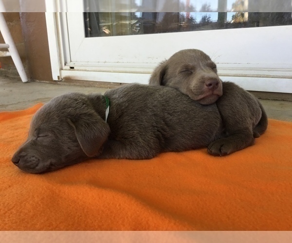 Medium Photo #14  Breeder Profile in WARNER SPRINGS, CA, USA