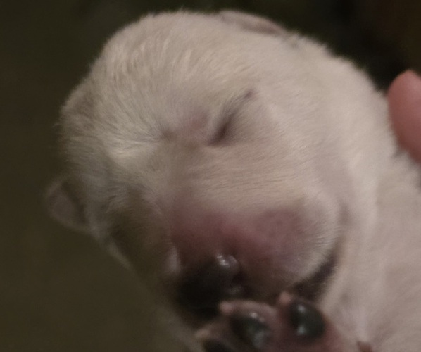 Medium Photo #1  Breeder Profile in SUISUN CITY, CA, USA