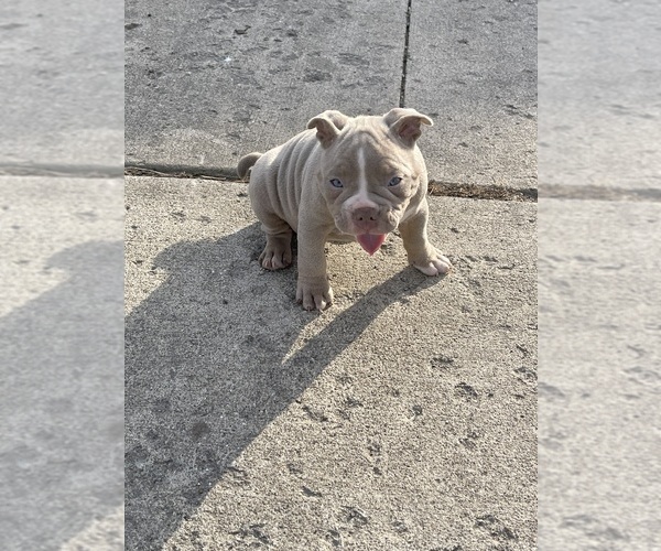 Medium Photo #1  Breeder Profile in ALLEN PARK, MI, USA