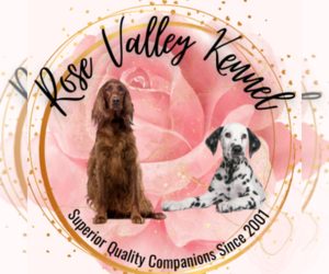Dalmatian Dog Breeder near EXCELSIOR SPRINGS, MO, USA