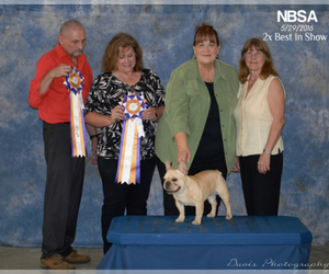 Main photo of French Bulldog Dog Breeder near CHESTERFIELD, MO, USA