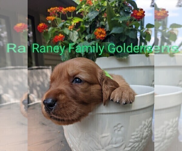Medium Photo #11  Breeder Profile in LABADIE, MO, USA