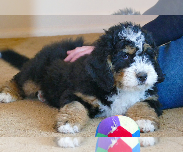 Medium Photo #12  Breeder Profile in ROY, UT, USA