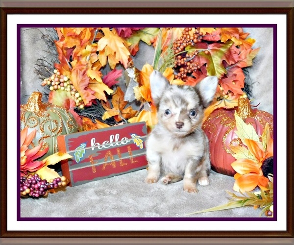 Medium Photo #9  Breeder Profile in CHARLESTON, AR, USA