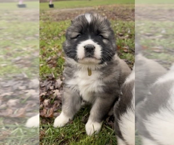 Medium Photo #40  Breeder Profile in TWINING, MI, USA