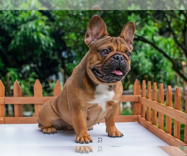 Medium Photo #1  Breeder Profile in BOSTON, MA, USA