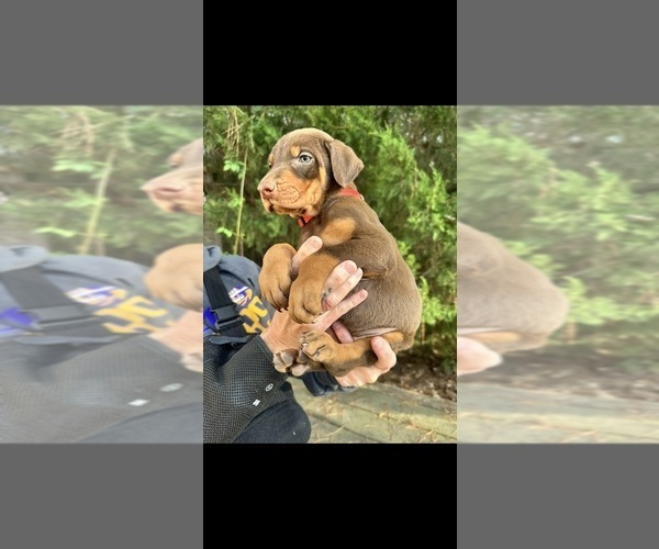 Medium Photo #9  Breeder Profile in LIVINGSTON, LA, USA