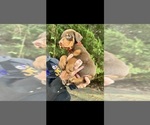 Small #8 Breeder Profile image