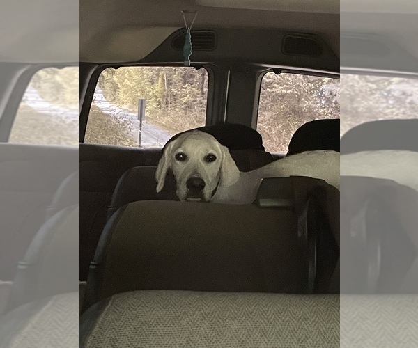 Medium Photo #11  Breeder Profile in SPRINGFIELD, MO, USA