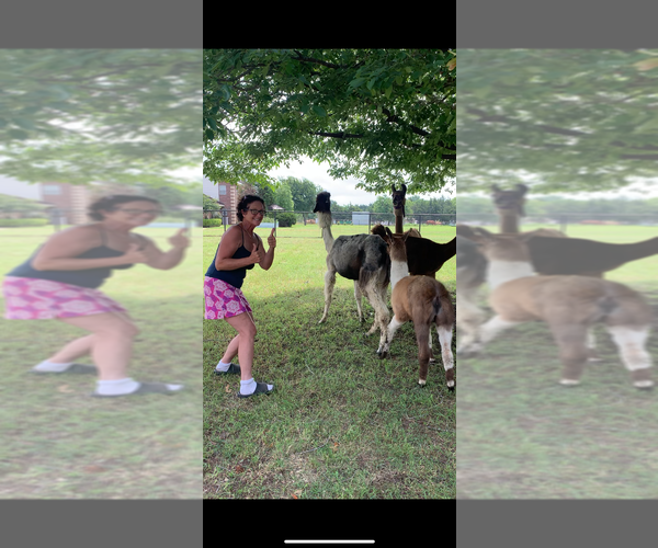 Medium Photo #23  Breeder Profile in MIDLOTHIAN, TX, USA