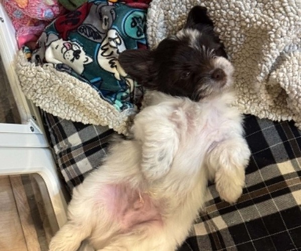 Medium Photo #8  Breeder Profile in DAYTON, TX, USA