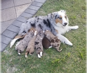 Miniature Australian Shepherd Dog Breeder near ARCHER, FL, USA