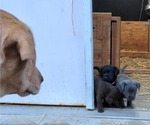 Small #16 Breeder Profile image