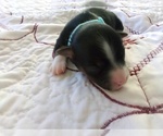 Small #6 Breeder Profile image