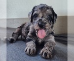 Small #11 Breeder Profile image