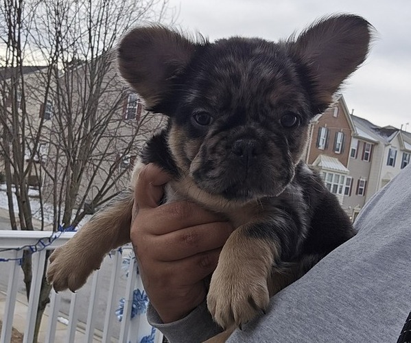 Medium Photo #1  Breeder Profile in GLEN BURNIE, MD, USA