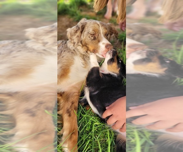 Medium Photo #1  Breeder Profile in JOHNSON CITY, TN, USA