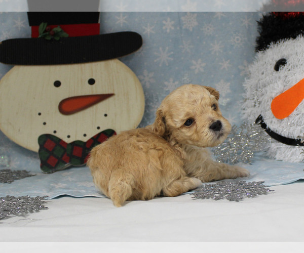 Medium Photo #22  Breeder Profile in CHANUTE, KS, USA