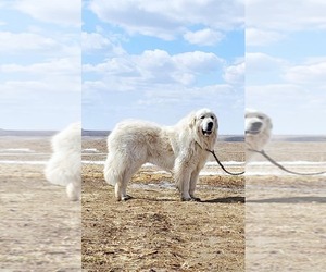 Great Pyrenees Dog Breeder near SIOUX CENTER, IA, USA