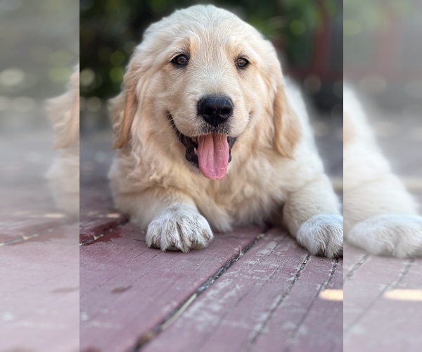 Medium Photo #1  Breeder Profile in CAMARILLO, CA, USA