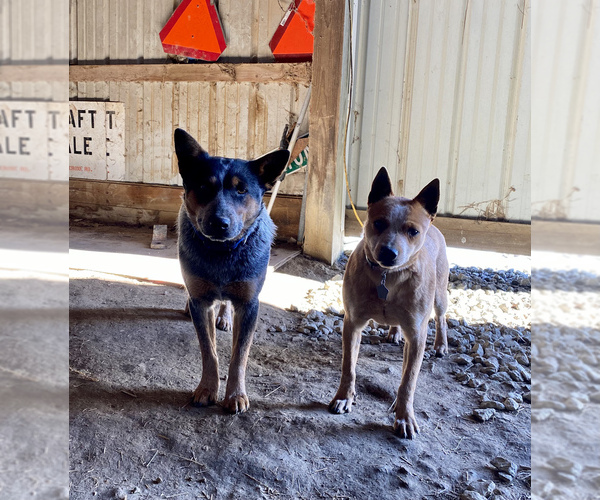 Medium Photo #1  Breeder Profile in SEAMAN, OH, USA