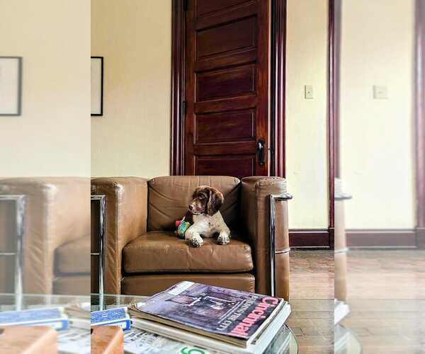 Medium Photo #58  Breeder Profile in HORTENSE, GA, USA