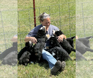 Bernese Mountain Dog Dog Breeder near SIGNAL MOUNTAIN, TN, US