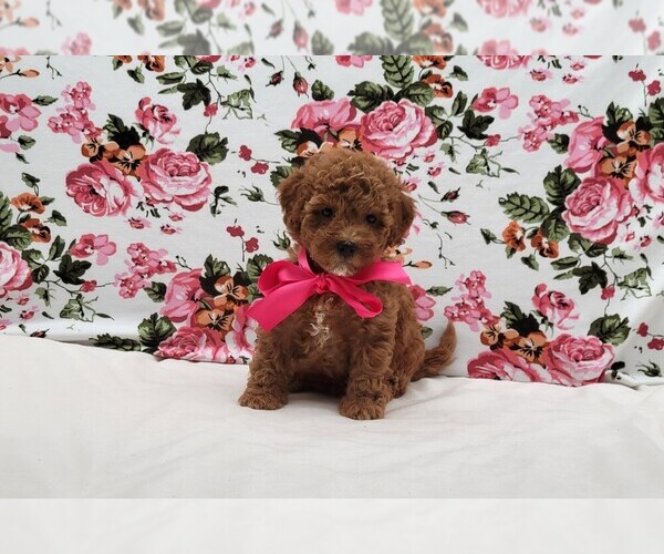 Medium Photo #3  Breeder Profile in LOOGOOTEE, IN, USA