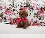 Small #2 Breeder Profile image
