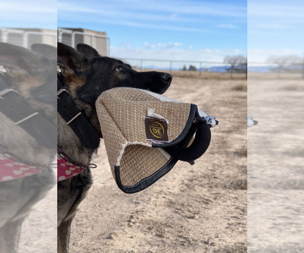 Medium Photo #5  Breeder Profile in LAKE ELSINORE, CA, USA