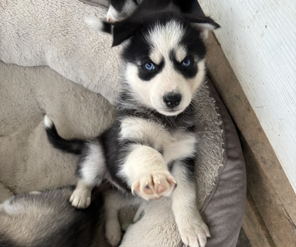 Medium Photo #5  Breeder Profile in WORTHINGTON, KY, USA